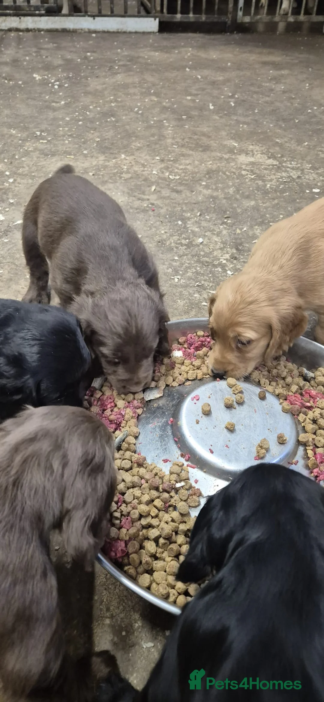Cocker Spaniel dogs for sale: Stunning FTC Kc registered, Cocker spaniel puppies - Advert 12