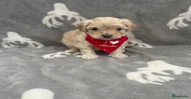 Maltipoo dogs - Advert 3