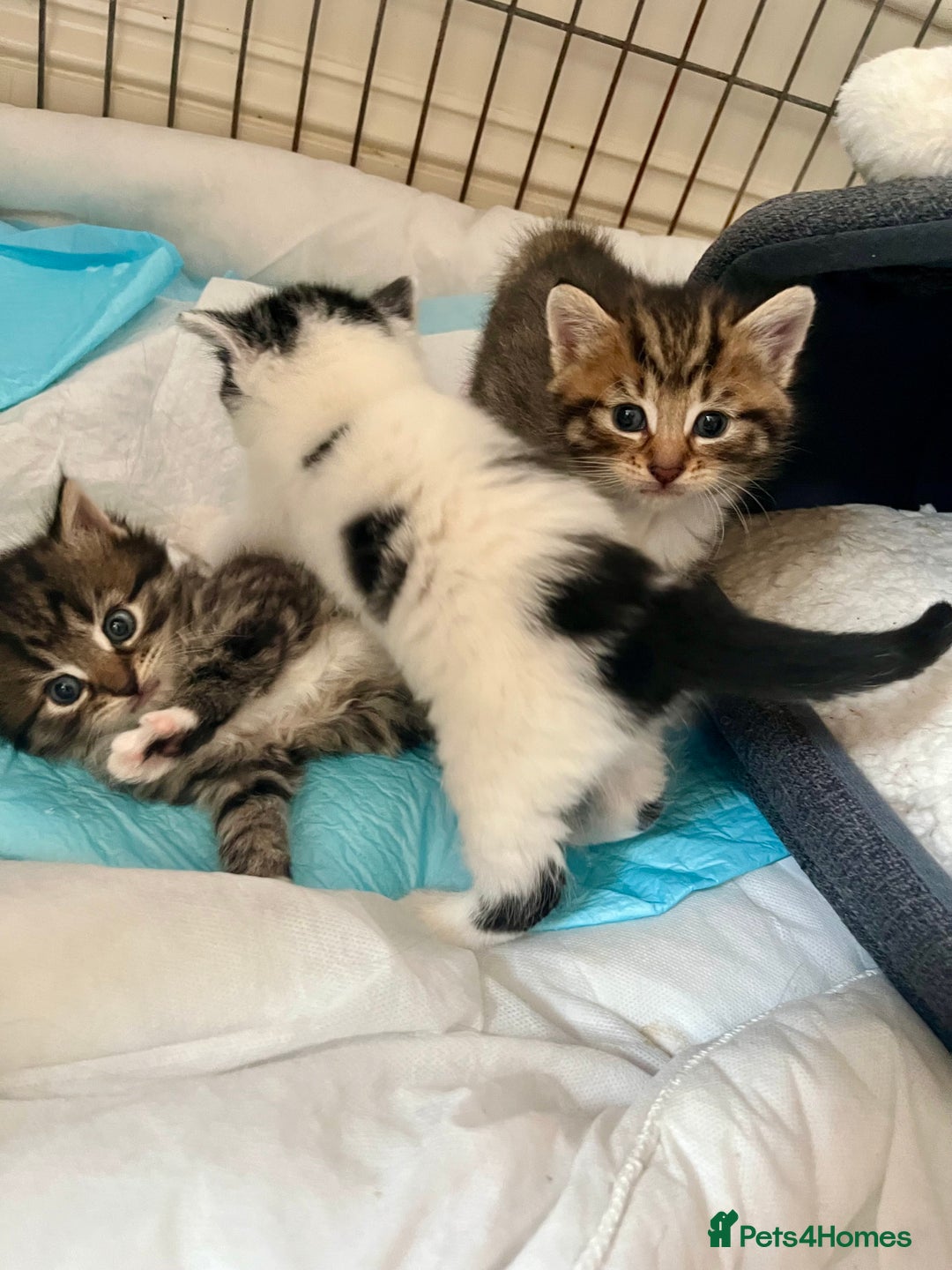 Mixed Breed cats for sale: 4 Mix Breed Kittens for sale - Image 12