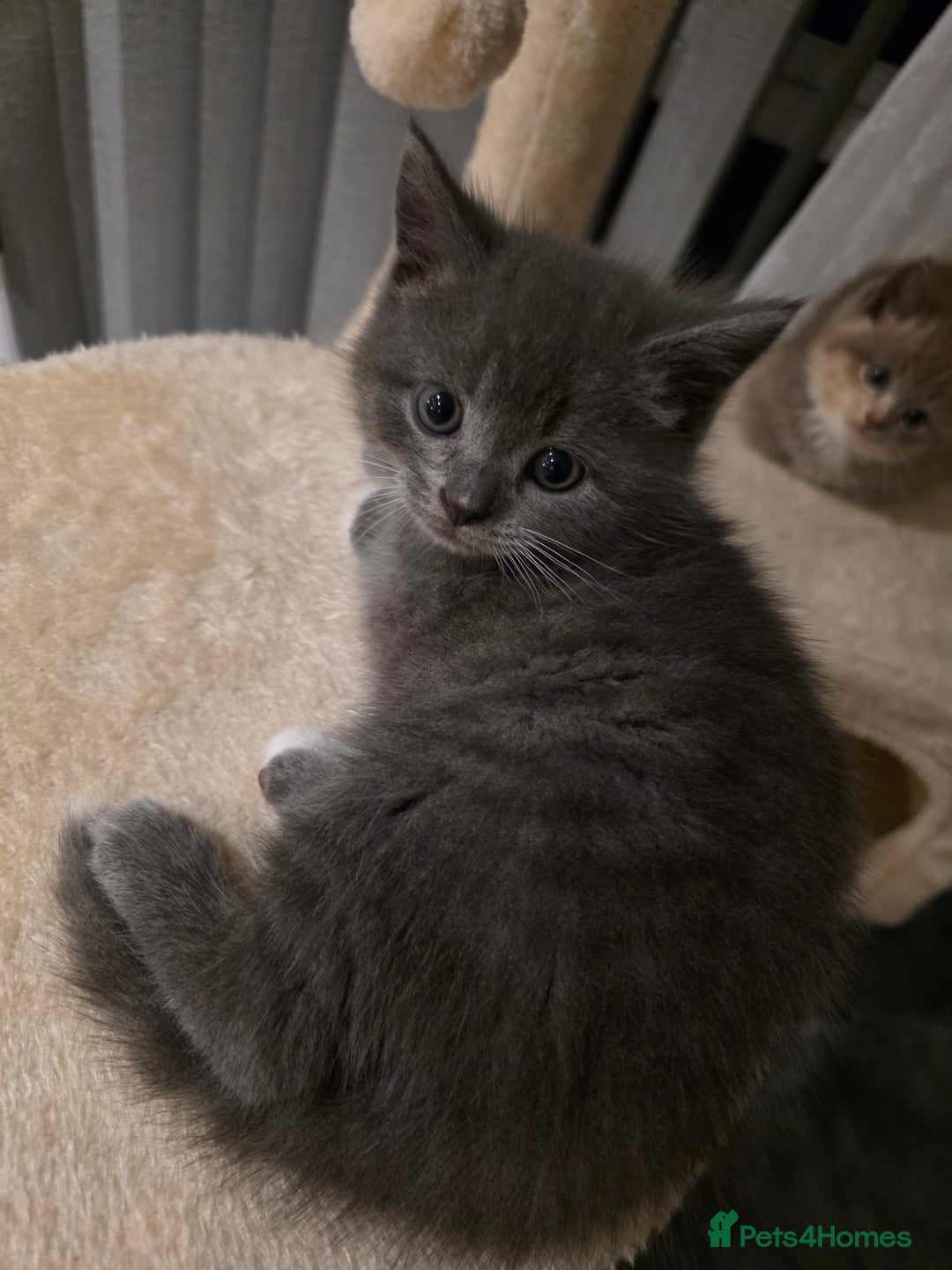 Mixed Breed cats for sale: Red point Ragdoll X Blue British Shorthair - Image 4