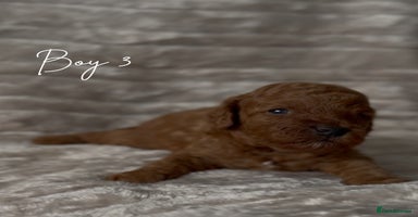 Toy Poodle dogs - Advert 8
