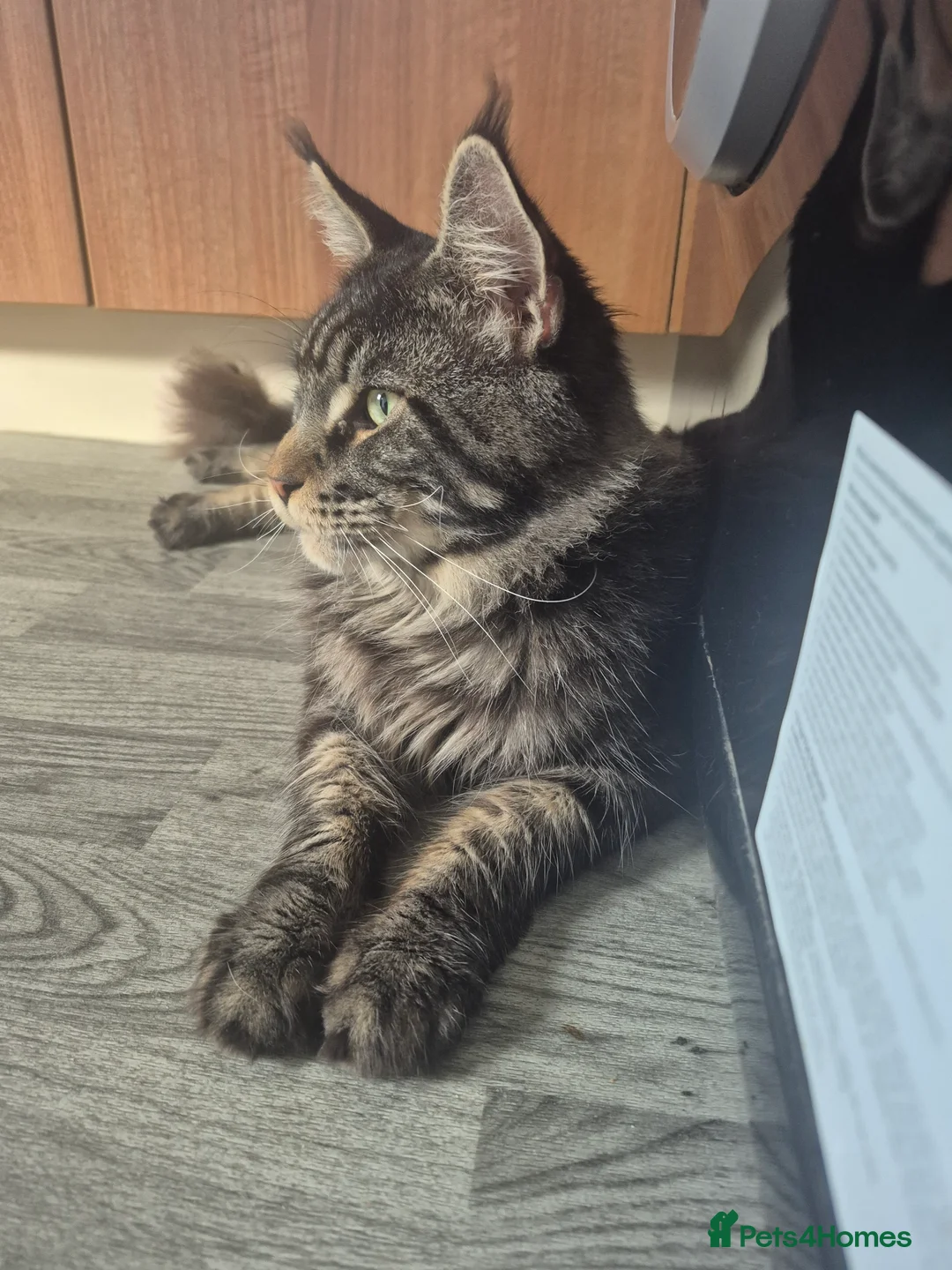 Maine Coon cats for sale: 15 month old male Maine coon - Advert 3