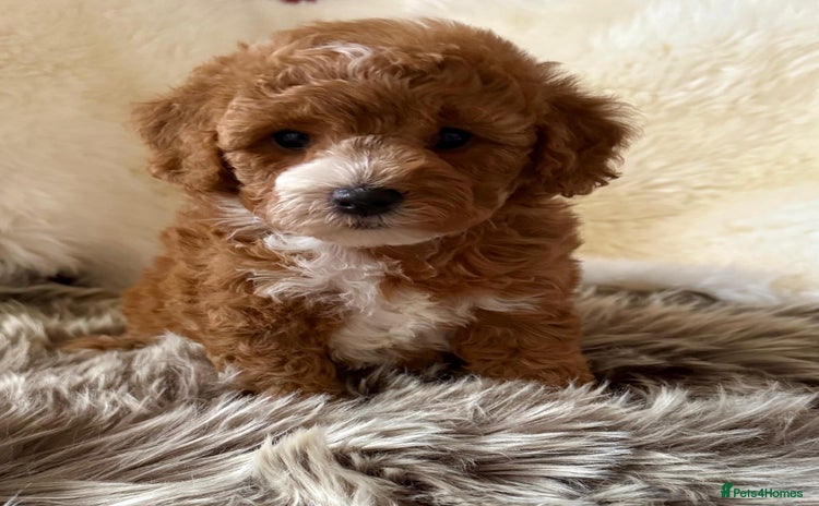 Cavapoo dogs - Advert 3