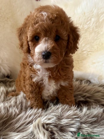 Cavapoo dogs - Advert 2