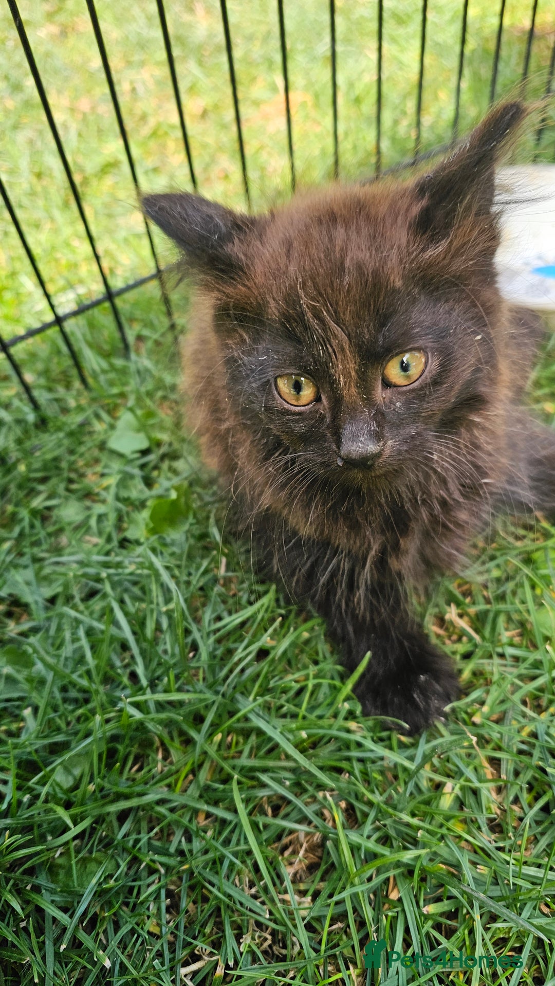 Mixed Breed cats for sale:  🐾 Adorable Kittens Ready for Loving Homes 🐾 - Image 14