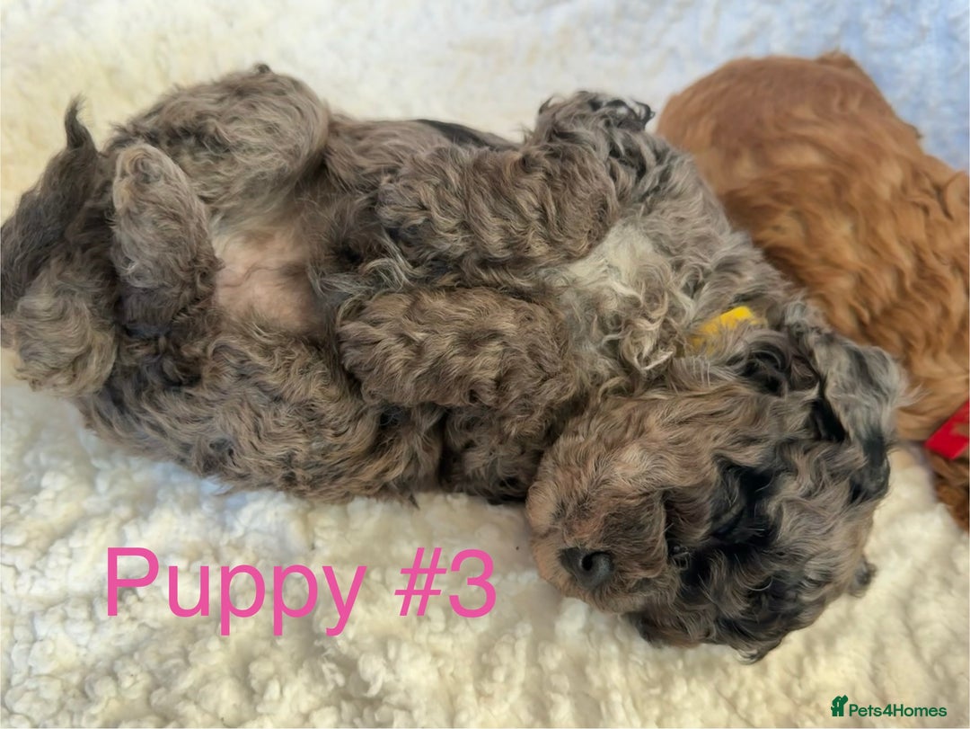 Cavapoo dogs for sale: Stunning Merle toy f1b Cavapoo puppies - Advert 8