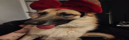 German Shepherd dogs for stud: Ragnar the German Shepherd stud - Advert 4