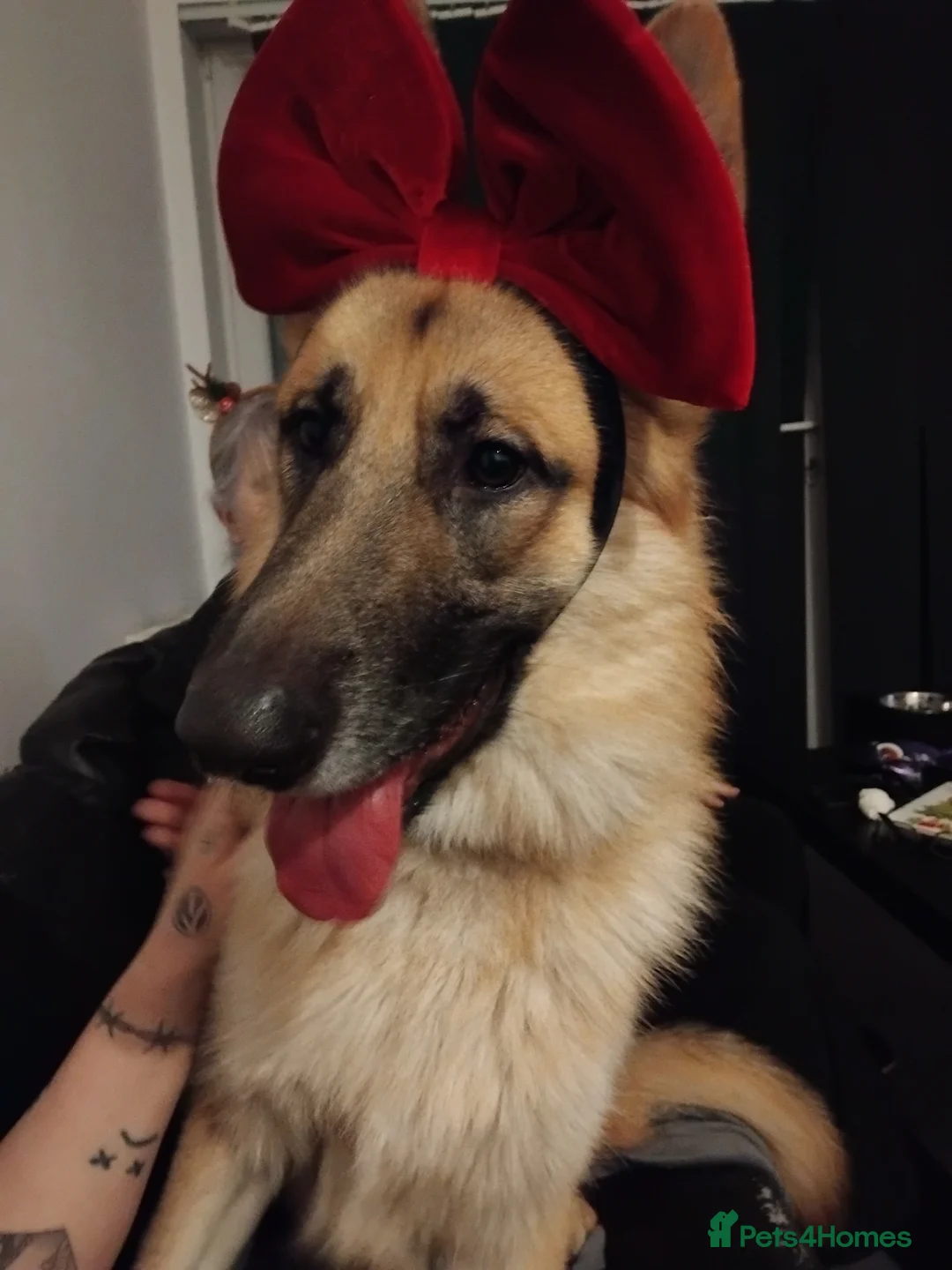 German Shepherd dogs for stud: Ragnar the German Shepherd stud - Advert 4