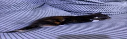Mixed Breed cats for sale: Gorgeous Kittens😍 Ready To Leave Now! - Advert 13
