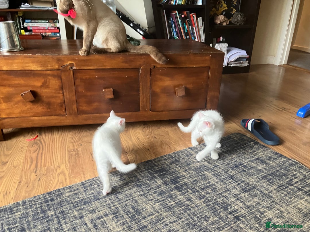 Scottish Fold cats for sale: Scottish fold & Khao Manee mix sisters - Image 21