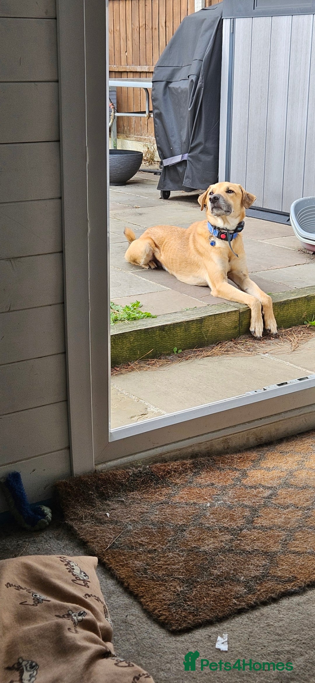 Mixed Breed dogs for adoption: Good Boy Murphy in Northampton - Image 12
