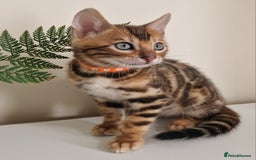 Bengal cats for sale: Stunning Glittered Pedigree Benga kittens  - Image 20
