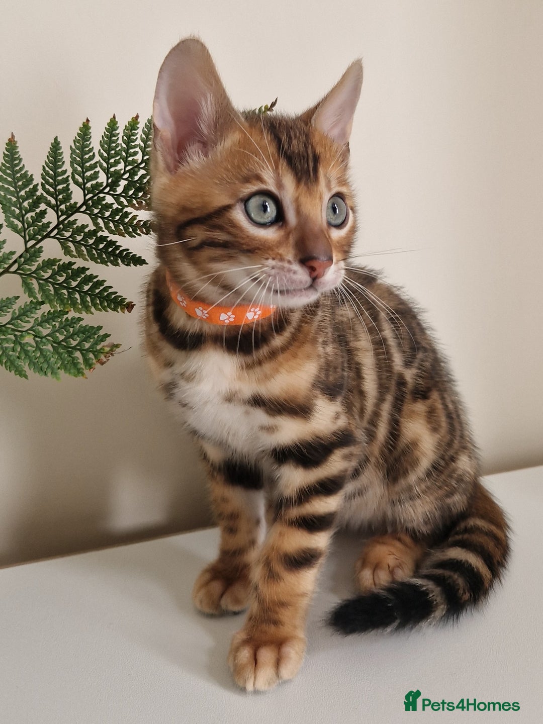 Bengal cats for sale: Stunning Glittered Pedigree Benga kittens  - Image 20
