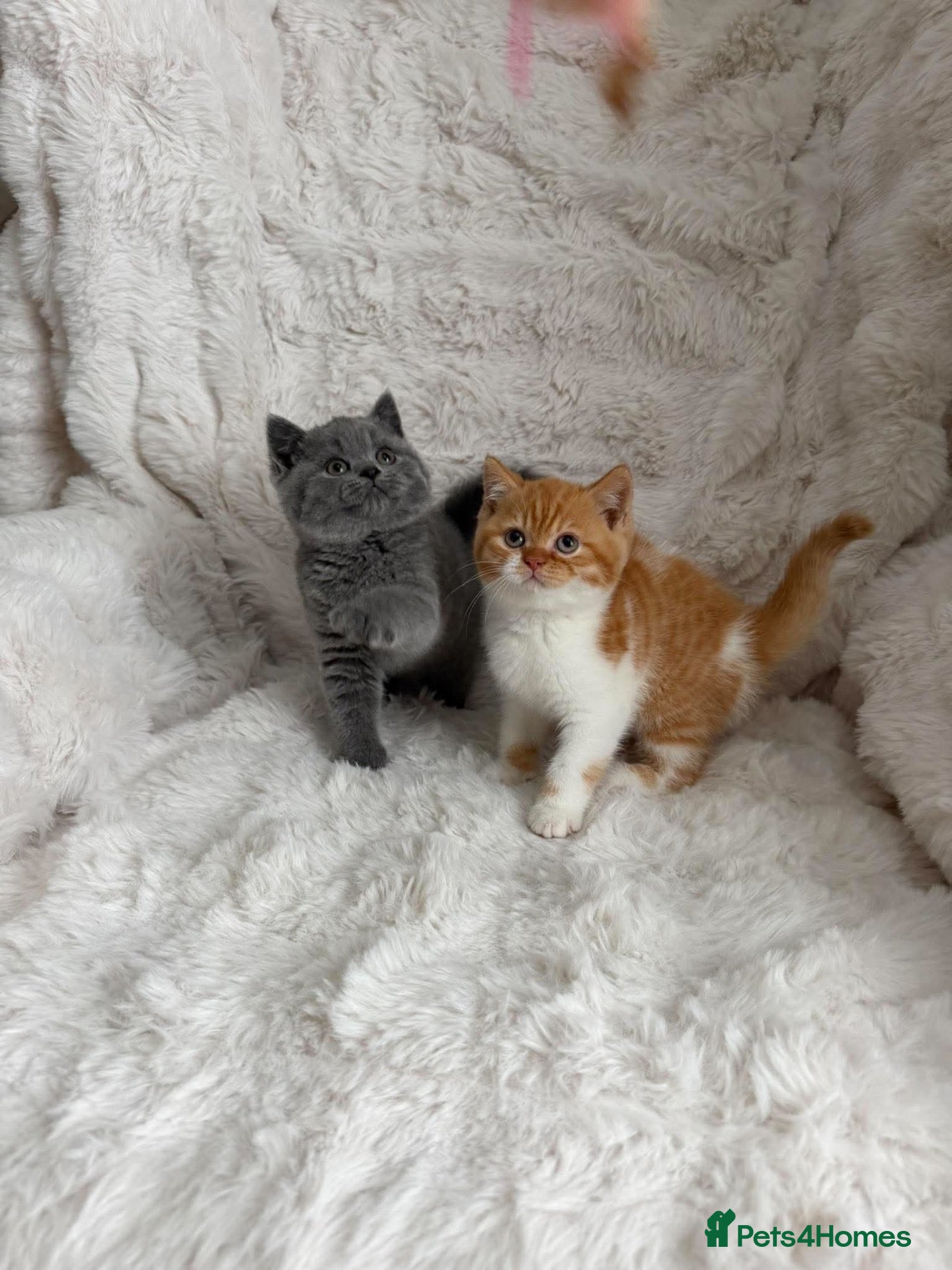 British Shorthair cats for sale: Champion GCCF British shorthair kittens  - Advert 1