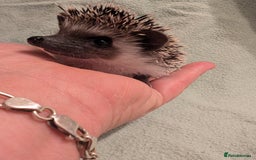 Pygmy Hedgehog rodents for sale: Little girl hedgehog  - Image 2