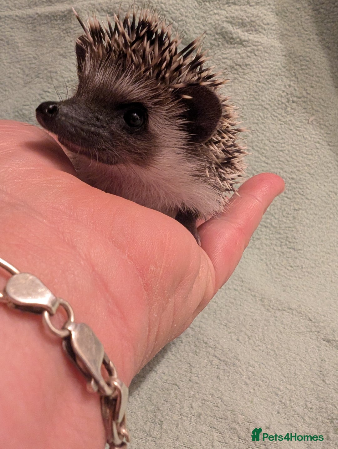 Pygmy Hedgehog rodents for sale: Little girl hedgehog  - Image 2