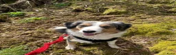 Border Collie dogs for sale: 5 year old tri Merle border collie girl  in Carlisle - Advert 3