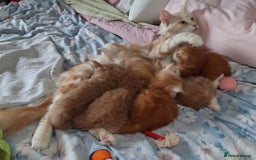 Maine Coon cats for sale: Purebred Maine Coons Ginger/Cream 2 boys, 2 girls - Image 2