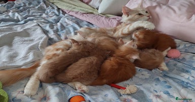 Maine Coon cats - Advert 8