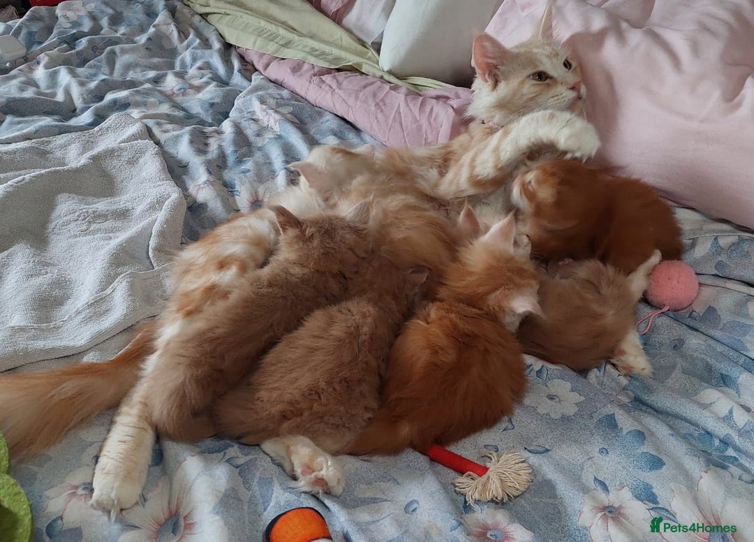 Maine Coon cats for sale: Purebred Maine Coons Ginger/Cream 2 boys, 2 girls - Image 2