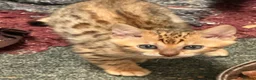 Bengal cats for sale: Gorgeous full pedigree reg bengal female kittens  - Advert 13