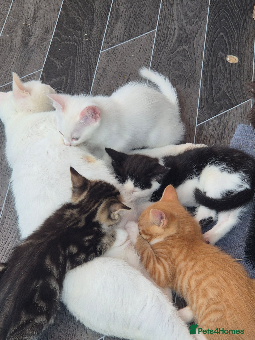 Mixed Breed cats for sale: Mixed kittens - Image 6