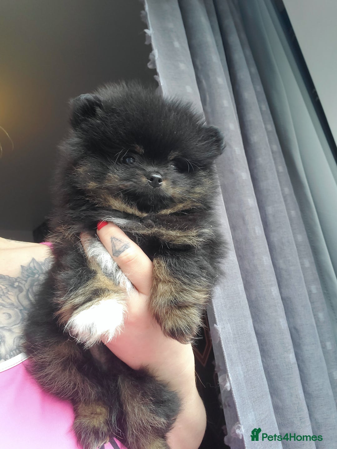 Pomeranian dogs for stud: Kc Pomeranian Male For STUD DUTIES - Advert 24