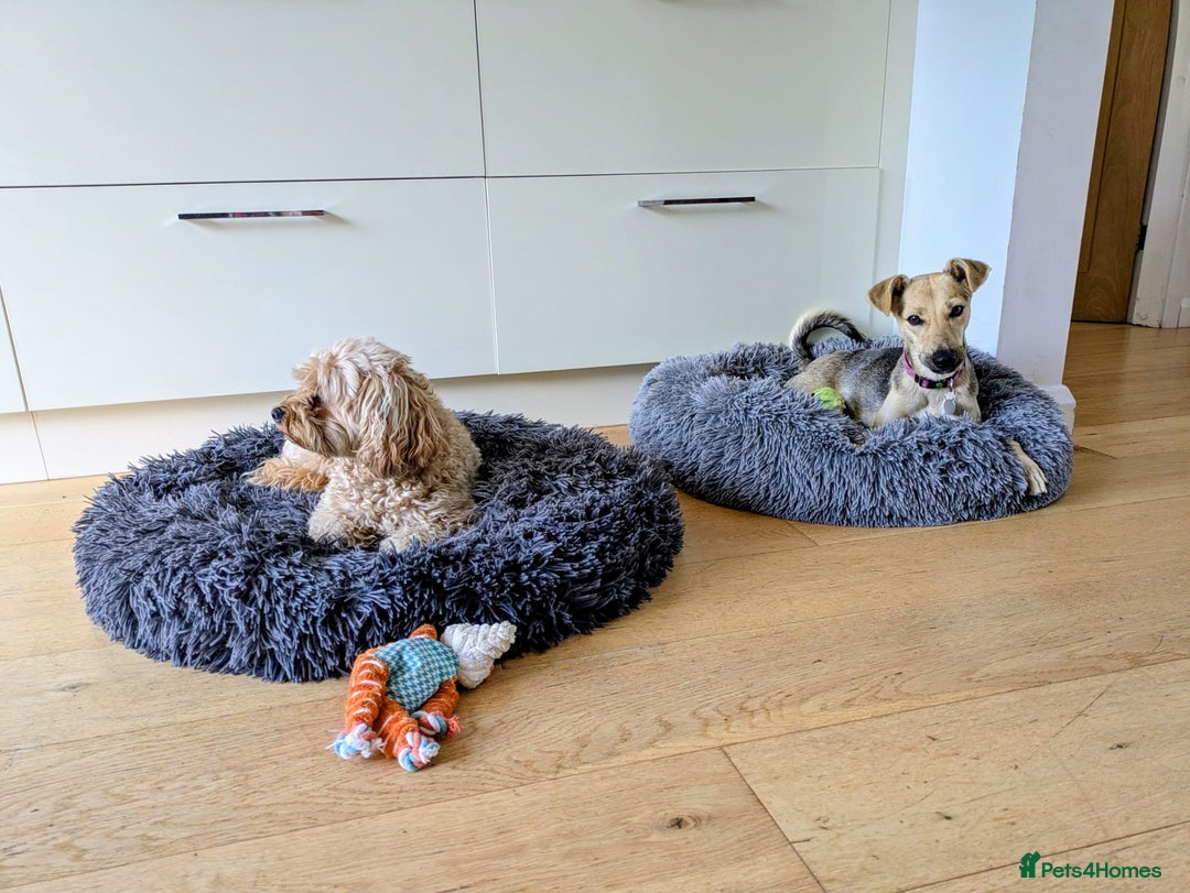 Mixed Breed dogs for adoption: Cute Heidi looking for LOVE - Image 10