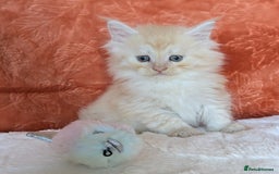 Maine Coon cats for sale: Maine Coon Kittens - Image 24