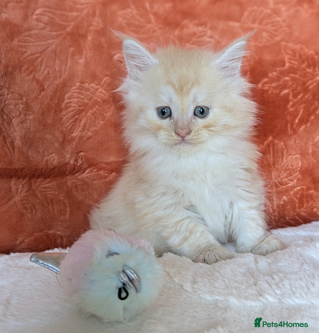 Maine Coon cats for sale: Maine Coon Kittens - Image 24