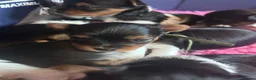 Biewer Terrier dogs for sale: Biewer Terriers  - Advert 7
