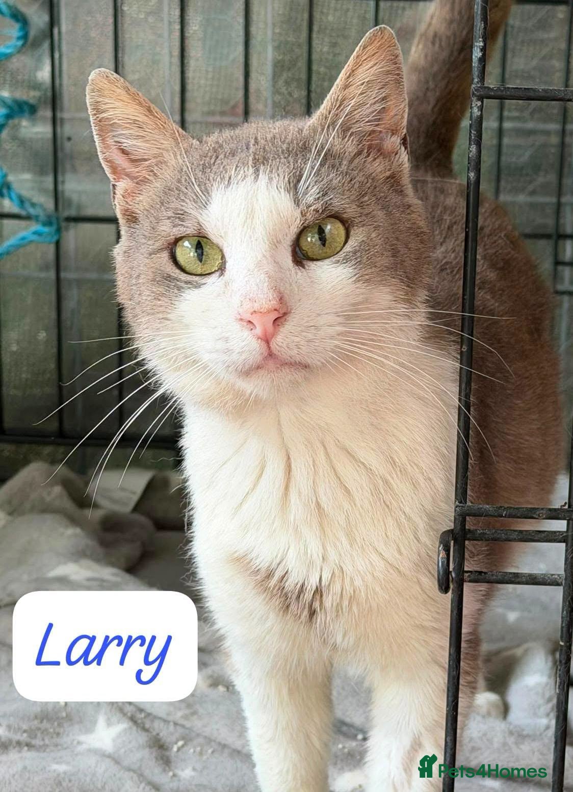 Mixed Breed cats Meet Larry – the cuddliest cat you'll ever meet. - Advert 2