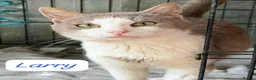 Mixed Breed cats for adoption: Meet Larry – the cuddliest cat you'll ever meet. in Edinburgh - Advert 1