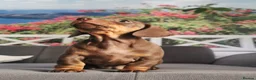 Miniature Dachshund dogs for sale: 🐾💕Miniature dachshund 💕🐾 - Advert 4