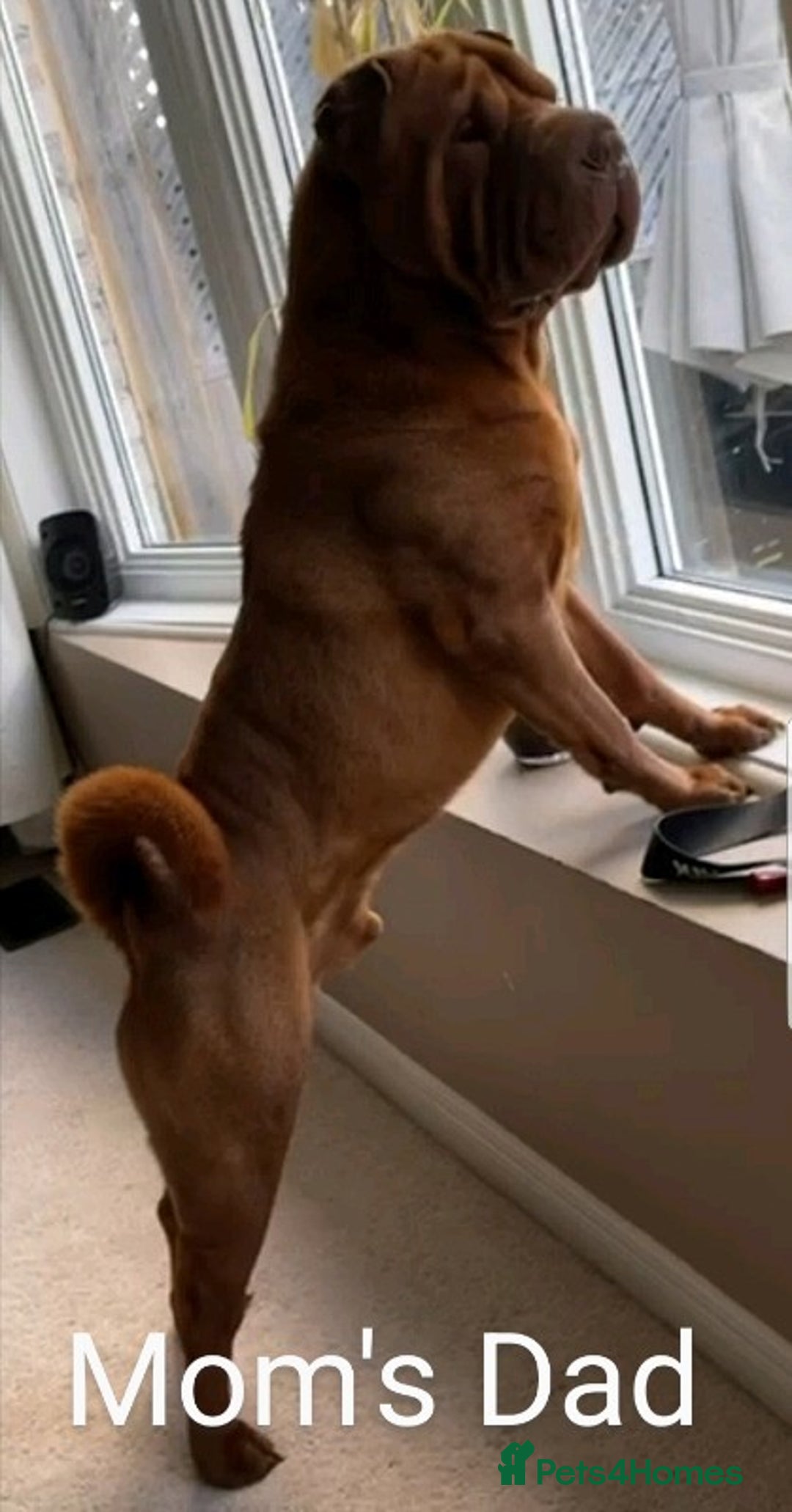 Shar Pei dogs for sale: ONLY 2 LEFT! Beautiful Champion Shar Pei Puppies!  - Image 13