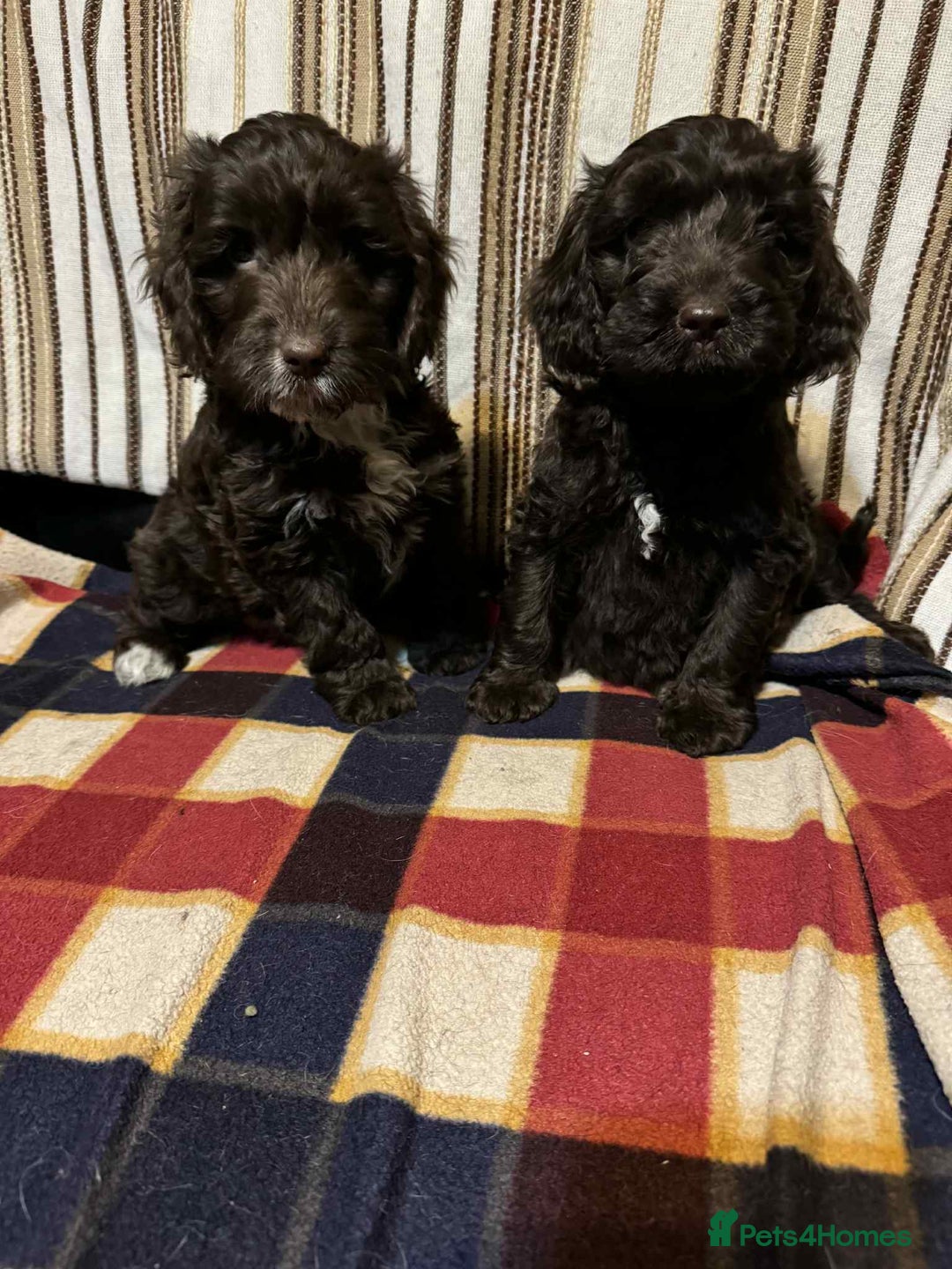 Cockapoo dogs for sale: F1 beautiful  cockapoo puppy’s  - Image 5