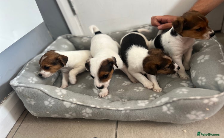 Jack Russell dogs - Advert 6