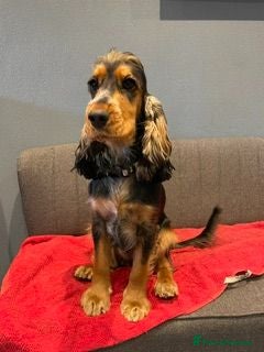 Cocker Spaniel dogs Gorgeous KC Reg Show Cocker Spaniels  - Advert 1