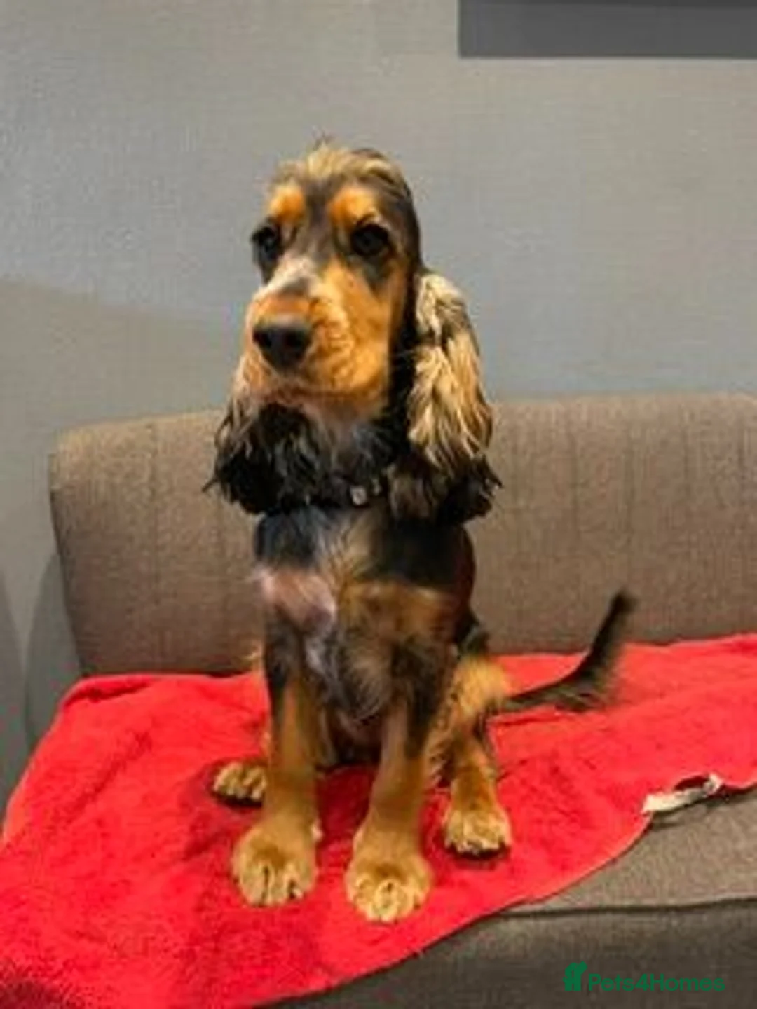 Cocker Spaniel dogs for sale: Gorgeous KC Reg Show Cocker Spaniels  - Advert 1