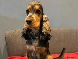 Cocker Spaniel dogs Gorgeous KC Reg Show Cocker Spaniels - Advert 1