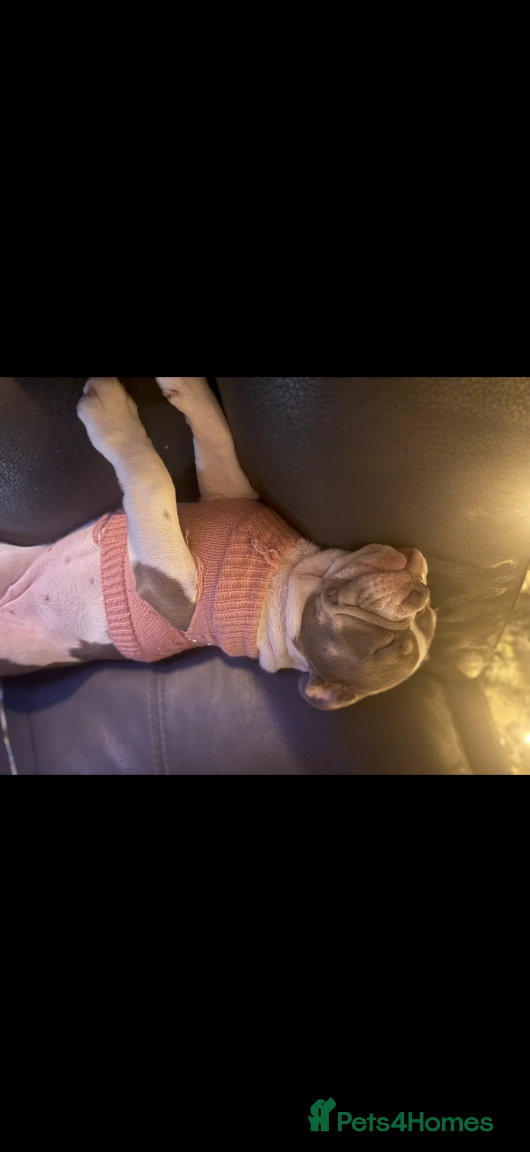 Mixed Breed dogs for sale: Bailey+Bella - Advert 6