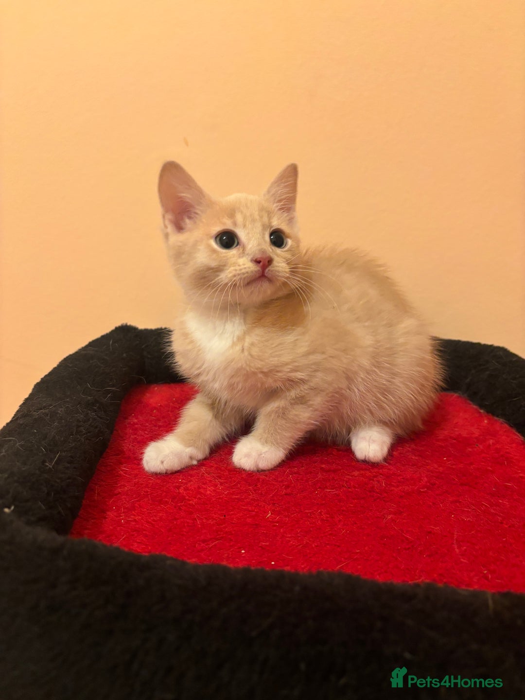 Mixed Breed cats for sale: Gorgeous Kittens Ready For A New Home!  - Advert 11