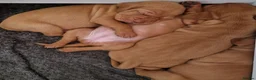 Hungarian Vizsla dogs for sale: Hungarian vizsla KC puppies for sale in Peterlee - Advert 8
