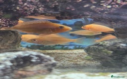 Cichlids fish for sale: African cichlids babies  - Image 1