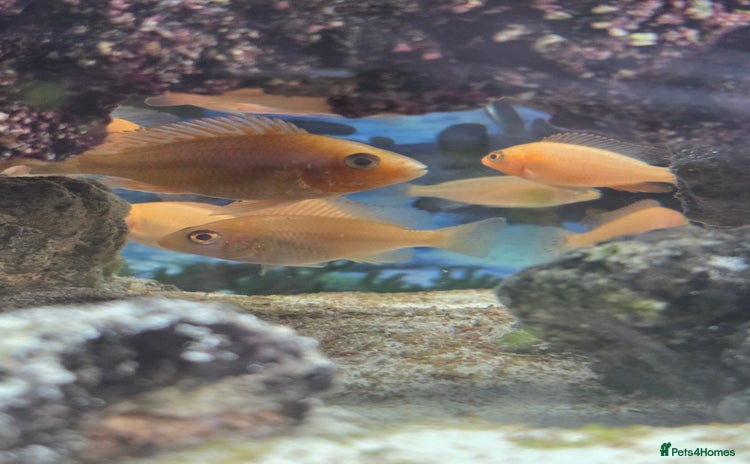 Cichlids fish - Advert 13