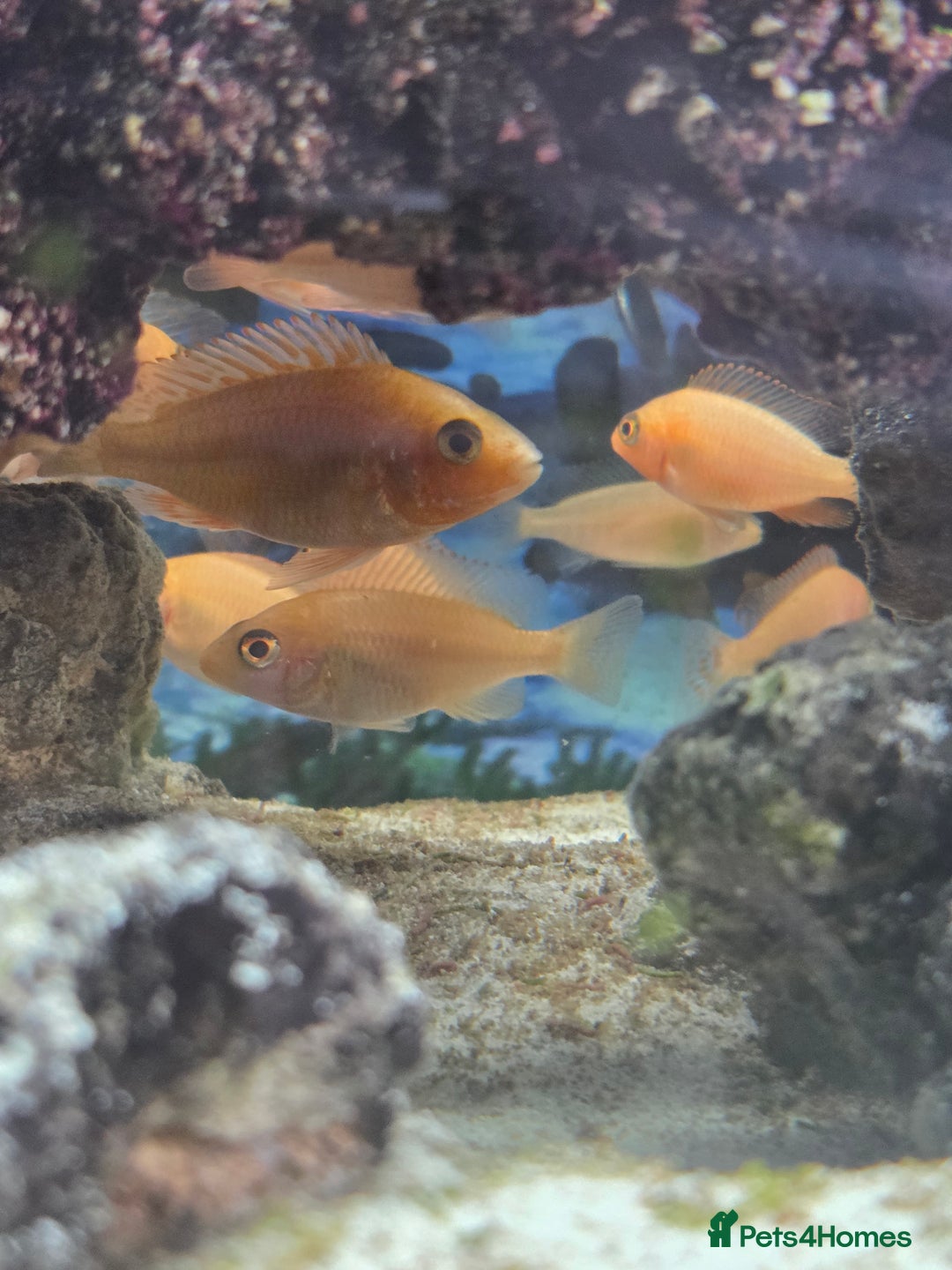 Cichlids fish for sale: African cichlids babies  - Image 1