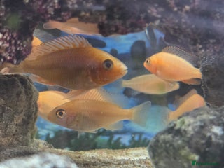 Cichlids fish - Advert 2