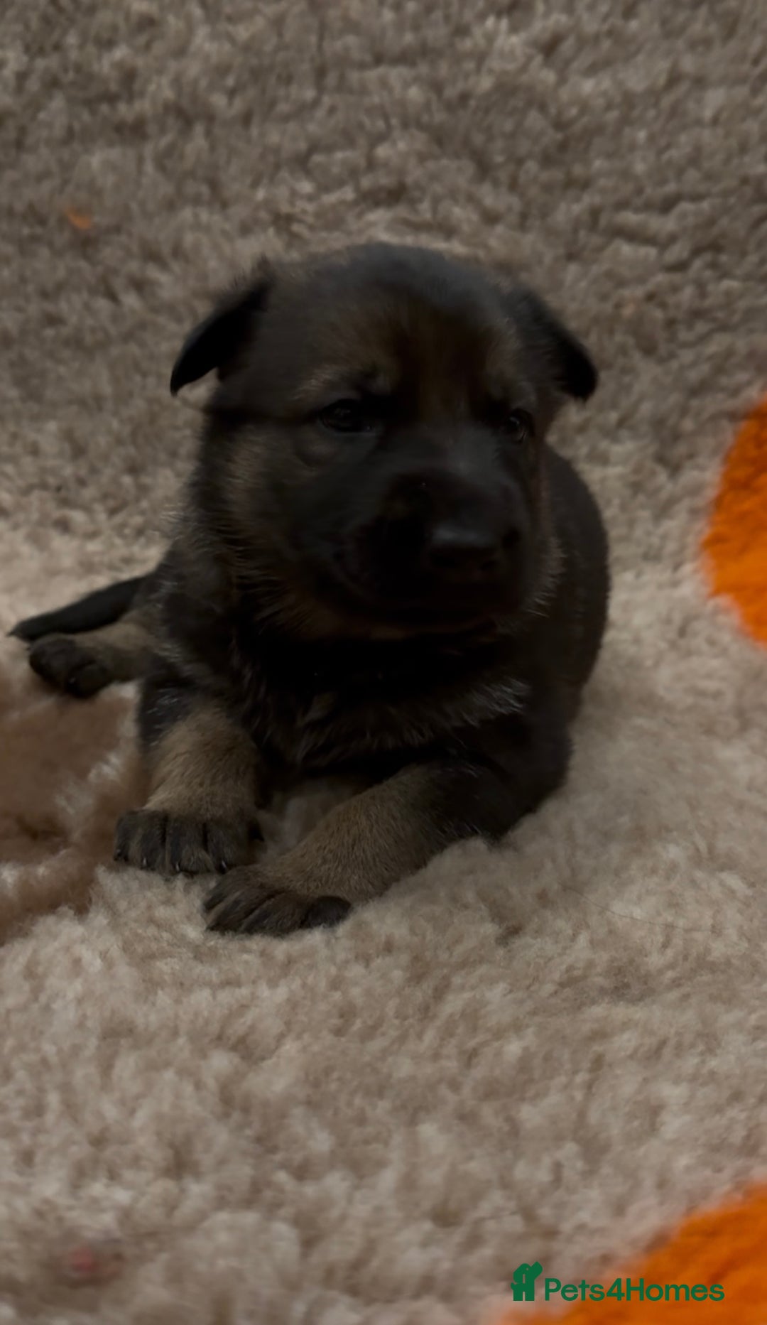 German Shepherd dogs for sale: Beautiful Working Line German Shepherd Puppies - Advert 8