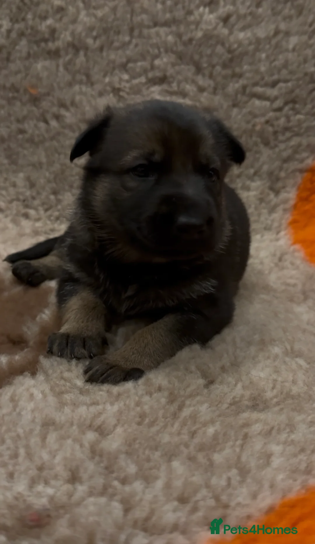 German Shepherd dogs for sale: Beautiful Working Line German Shepherd Puppies - Advert 9
