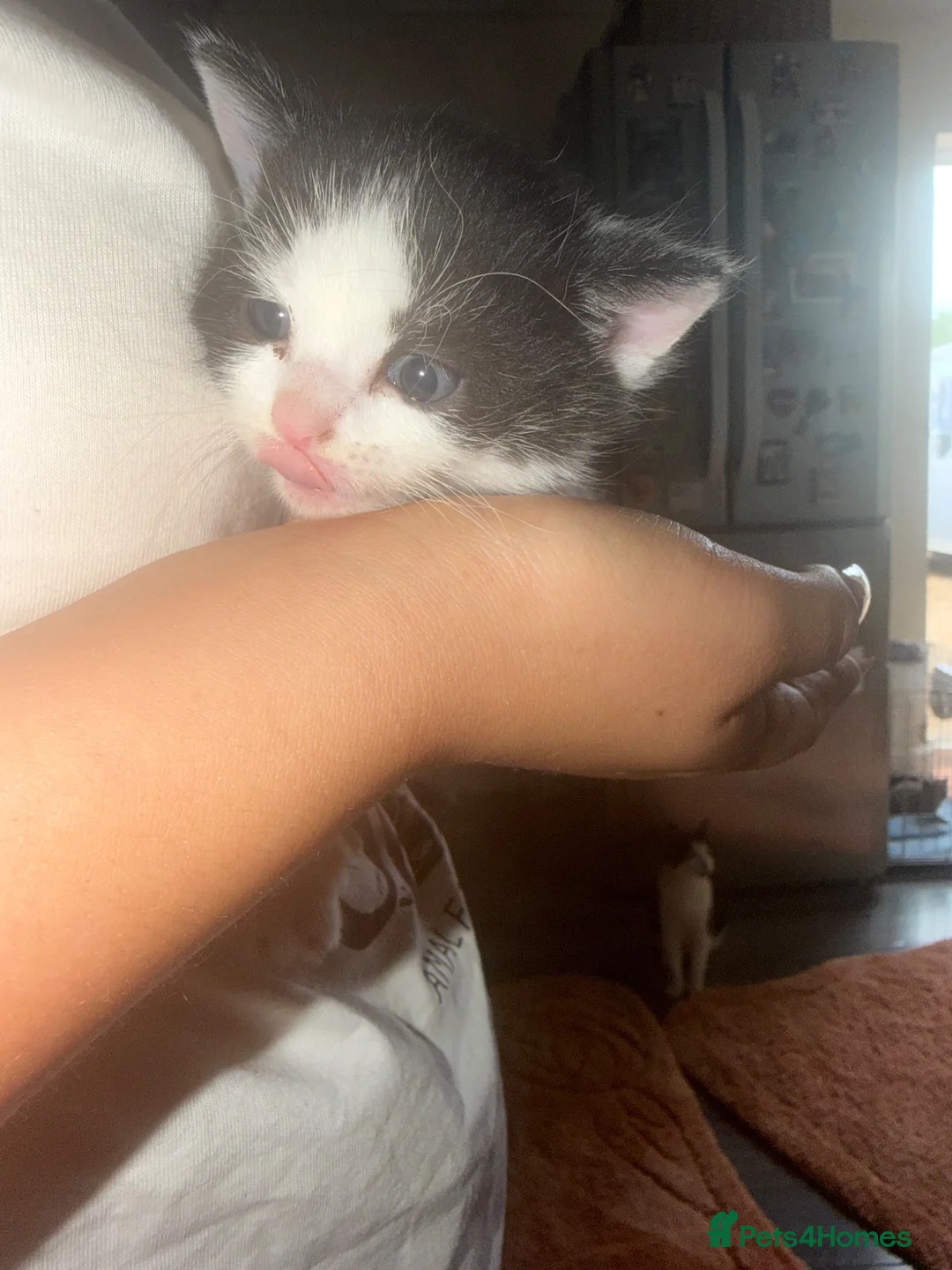 Mixed Breed cats for sale: Girl kitten for sale  - Advert 8